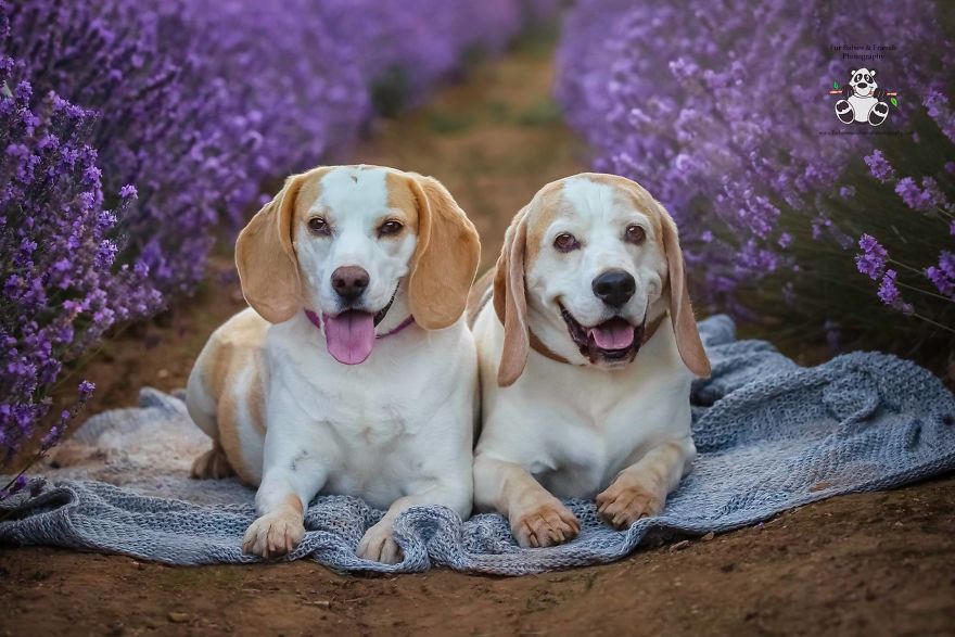Animal-Dog-Photography-Bridestowe-Lavender-Estate-Tasmania-Deb-Sulzberger