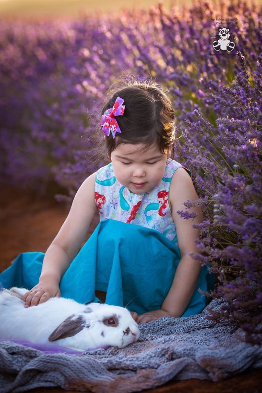 Animal-Dog-Photography-Bridestowe-Lavender-Estate-Tasmania-Deb-Sulzberger