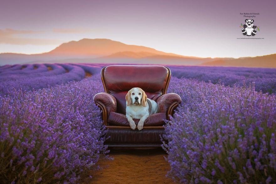 Animal-Dog-Photography-Bridestowe-Lavender-Estate-Tasmania-Deb-Sulzberger
