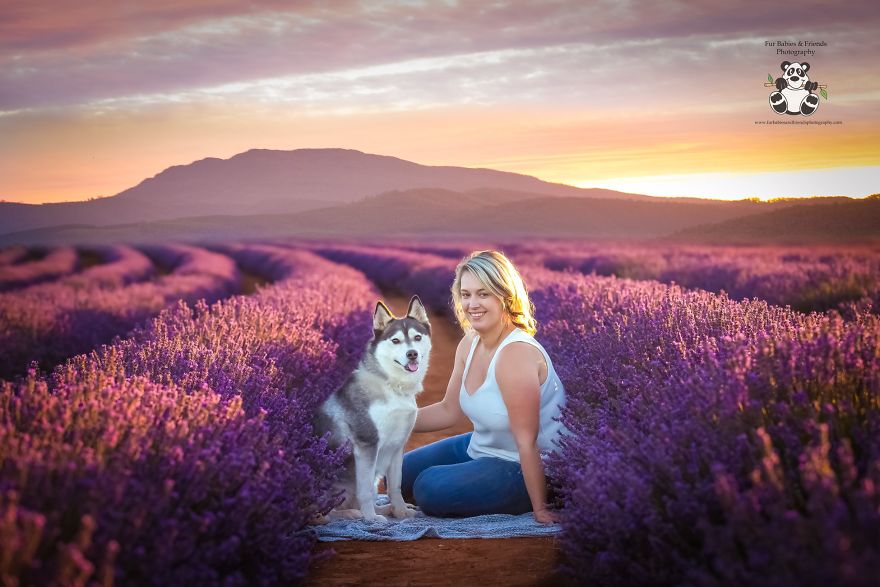 Animal-Dog-Photography-Bridestowe-Lavender-Estate-Tasmania-Deb-Sulzberger