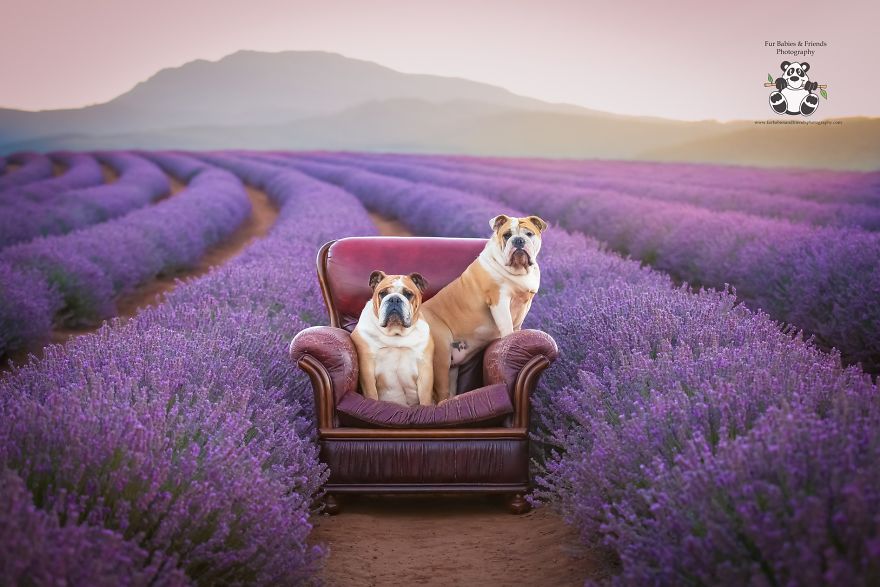 Animal-Dog-Photography-Bridestowe-Lavender-Estate-Tasmania-Deb-Sulzberger