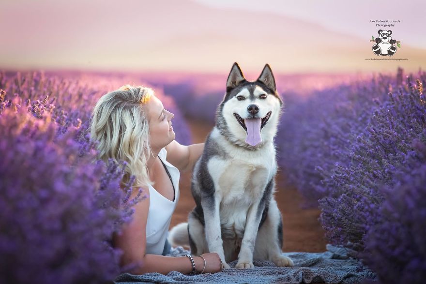 Animal-Dog-Photography-Bridestowe-Lavender-Estate-Tasmania-Deb-Sulzberger