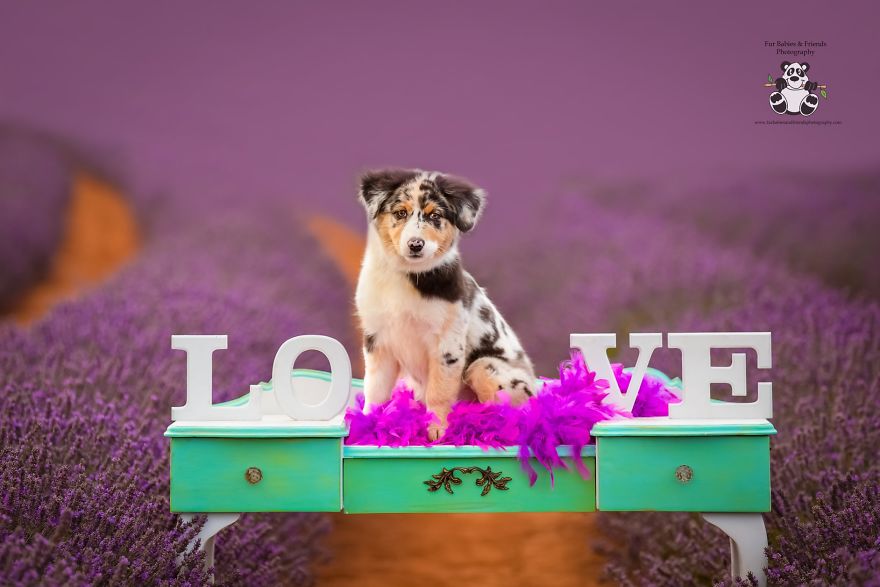 Animal-Dog-Photography-Bridestowe-Lavender-Estate-Tasmania-Deb-Sulzberger