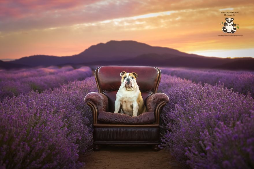 Animal-Dog-Photography-Bridestowe-Lavender-Estate-Tasmania-Deb-Sulzberger