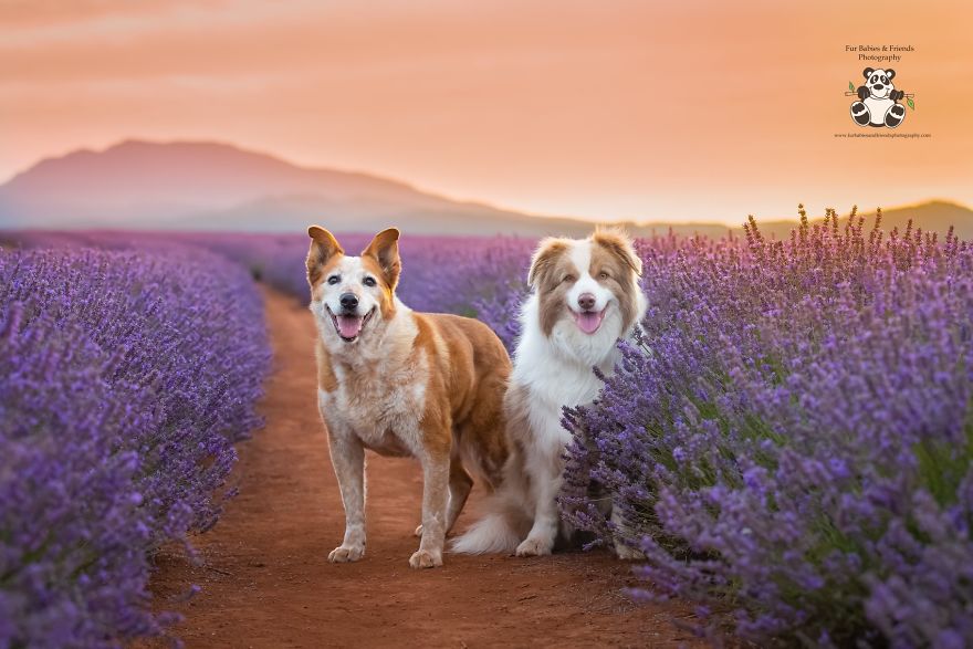Animal-Dog-Photography-Bridestowe-Lavender-Estate-Tasmania-Deb-Sulzberger