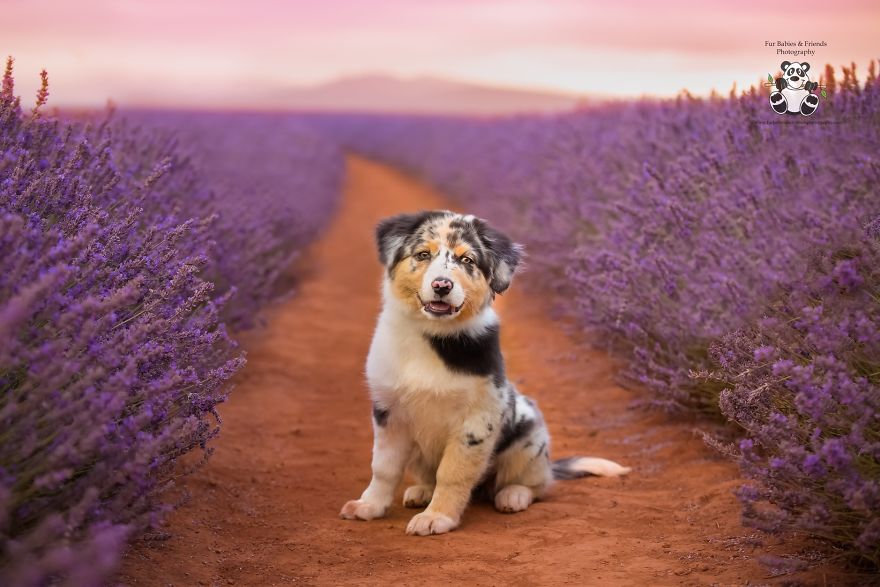 Animal-Dog-Photography-Bridestowe-Lavender-Estate-Tasmania-Deb-Sulzberger