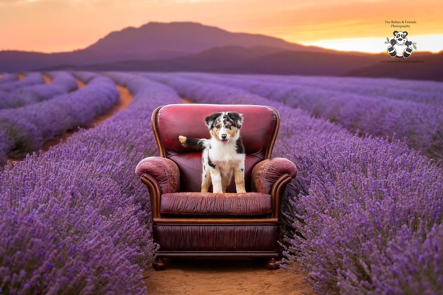 Animal-Dog-Photography-Bridestowe-Lavender-Estate-Tasmania-Deb-Sulzberger