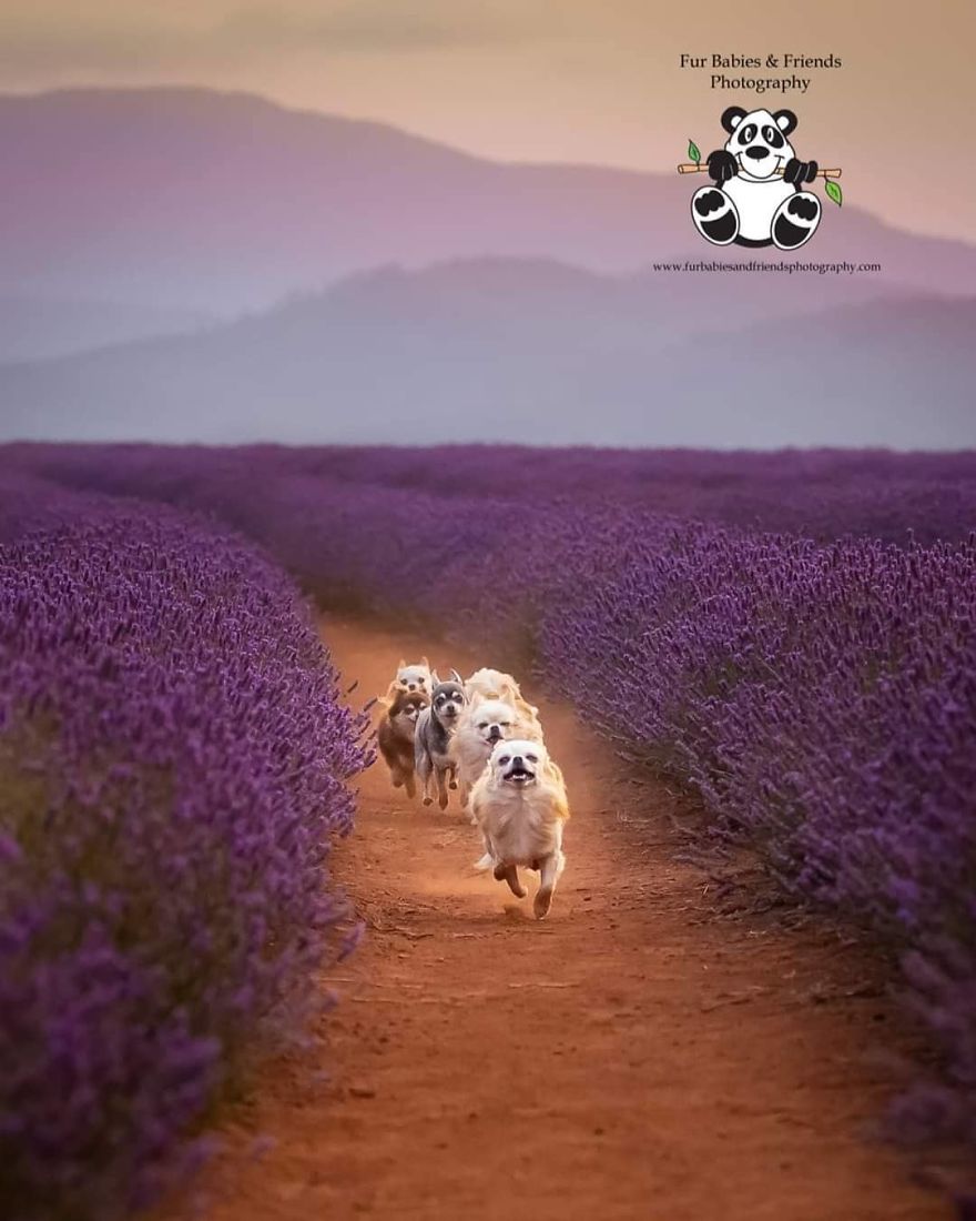 Animal-Dog-Photography-Bridestowe-Lavender-Estate-Tasmania-Deb-Sulzberger
