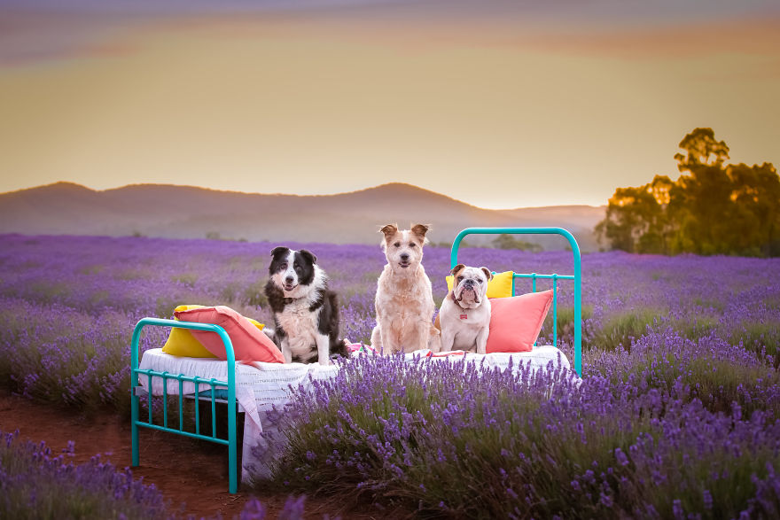 Animal-Dog-Photography-Bridestowe-Lavender-Estate-Tasmania-Deb-Sulzberger