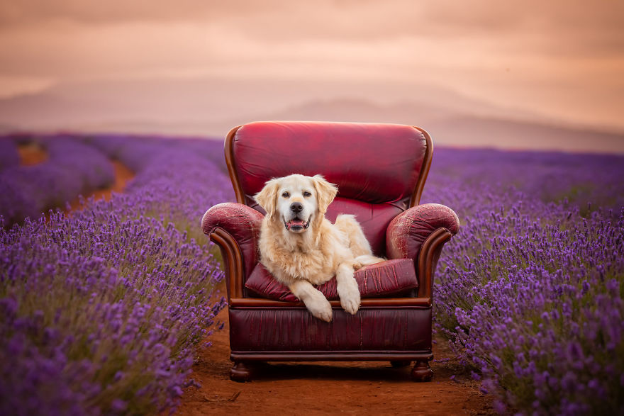 Animal-Dog-Photography-Bridestowe-Lavender-Estate-Tasmania-Deb-Sulzberger