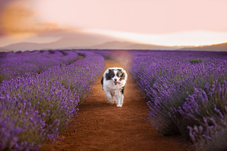 Animal-Dog-Photography-Bridestowe-Lavender-Estate-Tasmania-Deb-Sulzberger