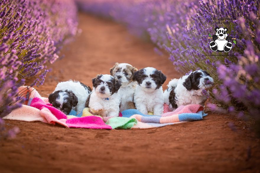 Animal-Dog-Photography-Bridestowe-Lavender-Estate-Tasmania-Deb-Sulzberger