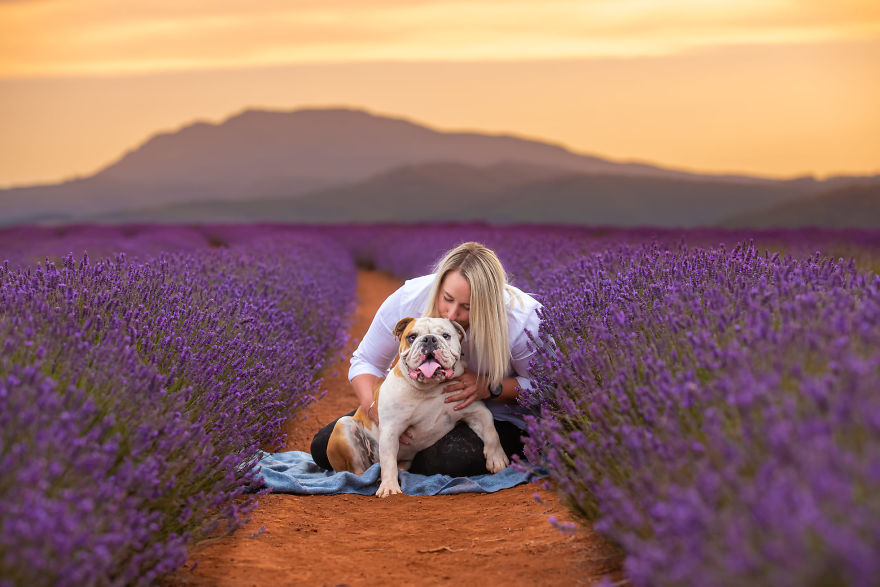 Animal-Dog-Photography-Bridestowe-Lavender-Estate-Tasmania-Deb-Sulzberger