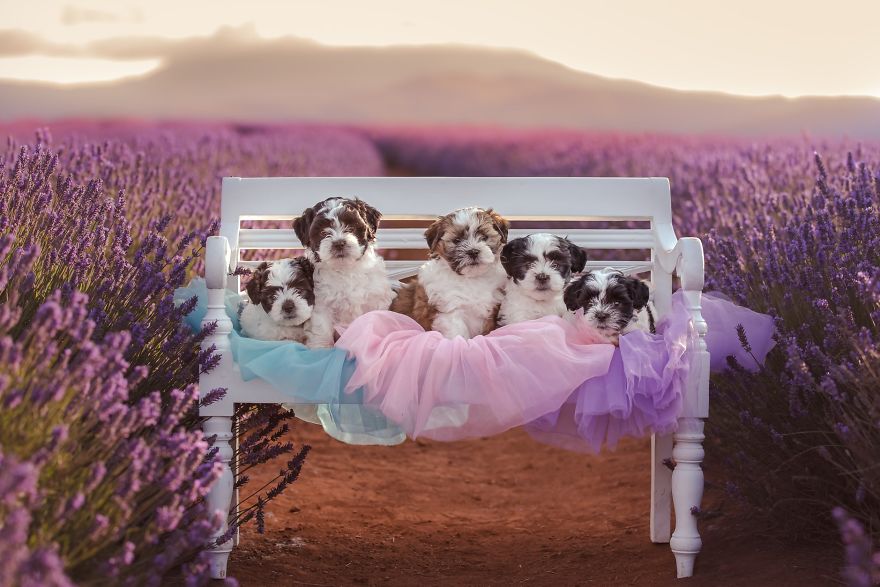 Animal-Dog-Photography-Bridestowe-Lavender-Estate-Tasmania-Deb-Sulzberger