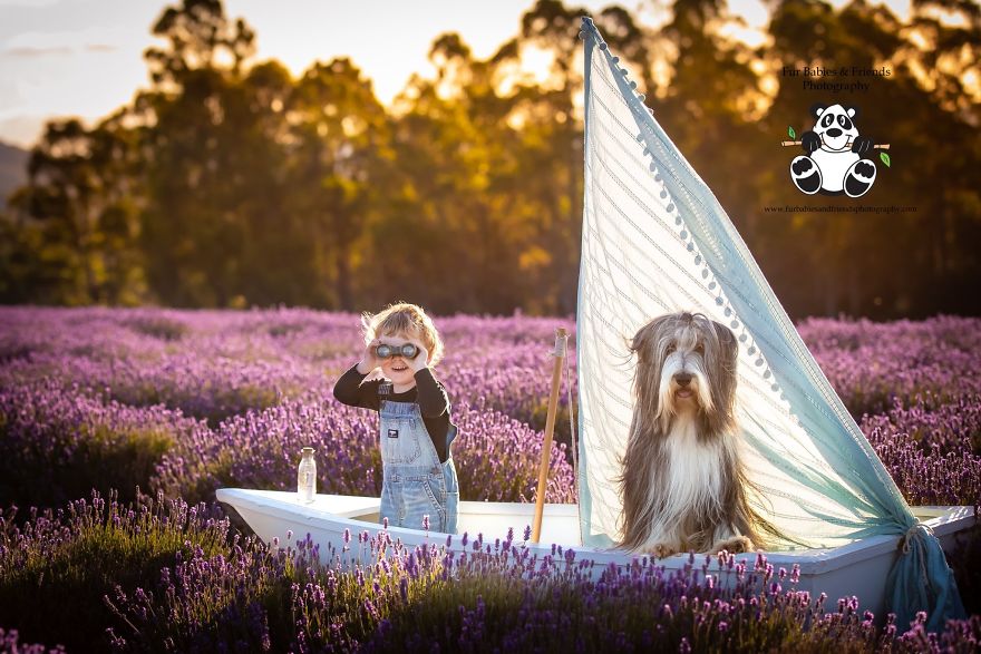 Animal-Dog-Photography-Bridestowe-Lavender-Estate-Tasmania-Deb-Sulzberger