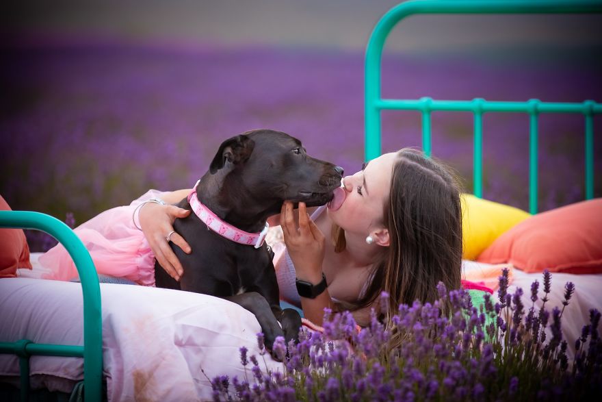 Animal-Dog-Photography-Bridestowe-Lavender-Estate-Tasmania-Deb-Sulzberger