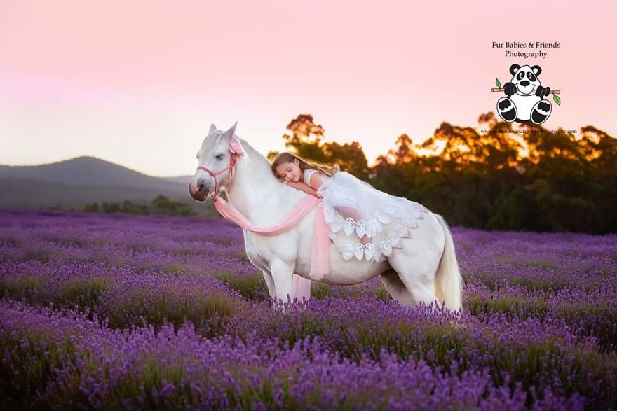 Animal-Dog-Photography-Bridestowe-Lavender-Estate-Tasmania-Deb-Sulzberger