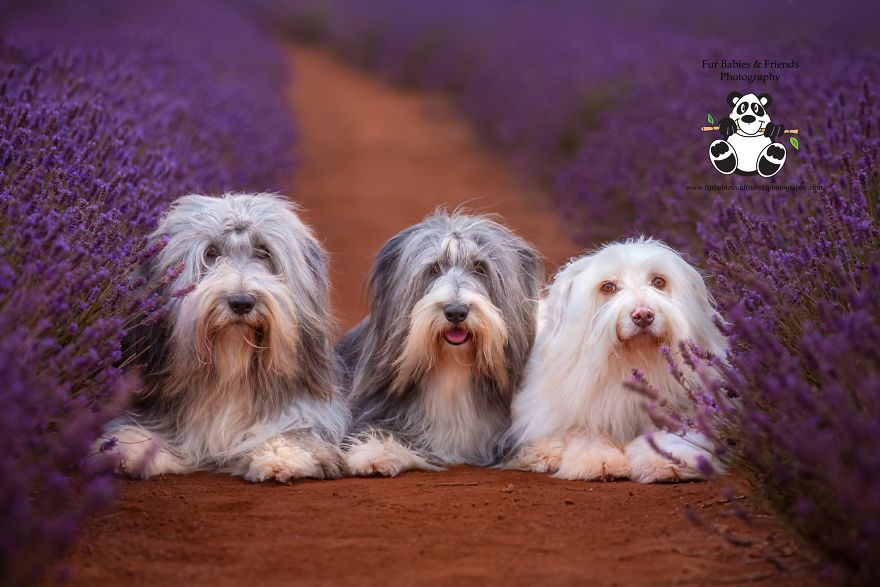 Animal-Dog-Photography-Bridestowe-Lavender-Estate-Tasmania-Deb-Sulzberger