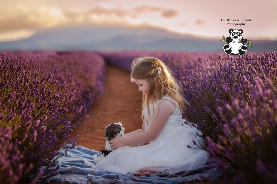 Animal-Dog-Photography-Bridestowe-Lavender-Estate-Tasmania-Deb-Sulzberger