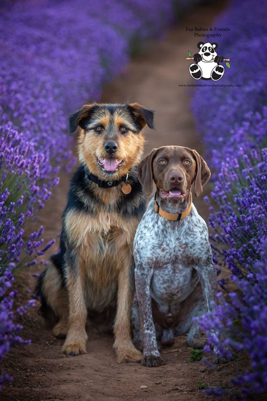 Animal-Dog-Photography-Bridestowe-Lavender-Estate-Tasmania-Deb-Sulzberger