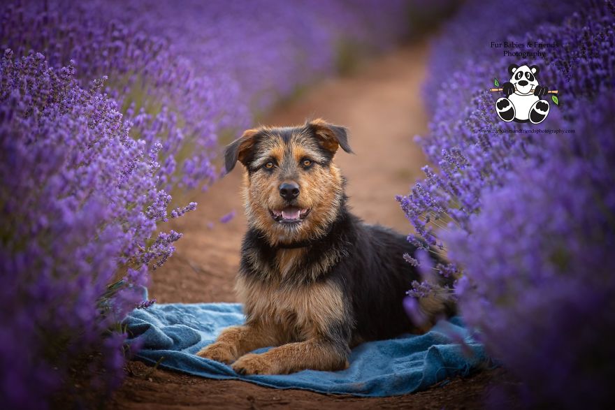 Animal-Dog-Photography-Bridestowe-Lavender-Estate-Tasmania-Deb-Sulzberger