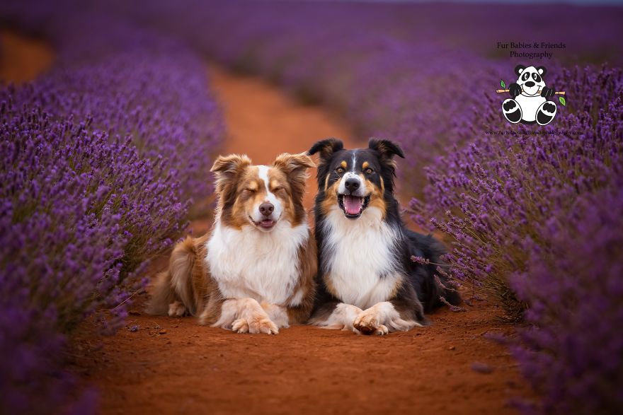 Animal-Dog-Photography-Bridestowe-Lavender-Estate-Tasmania-Deb-Sulzberger