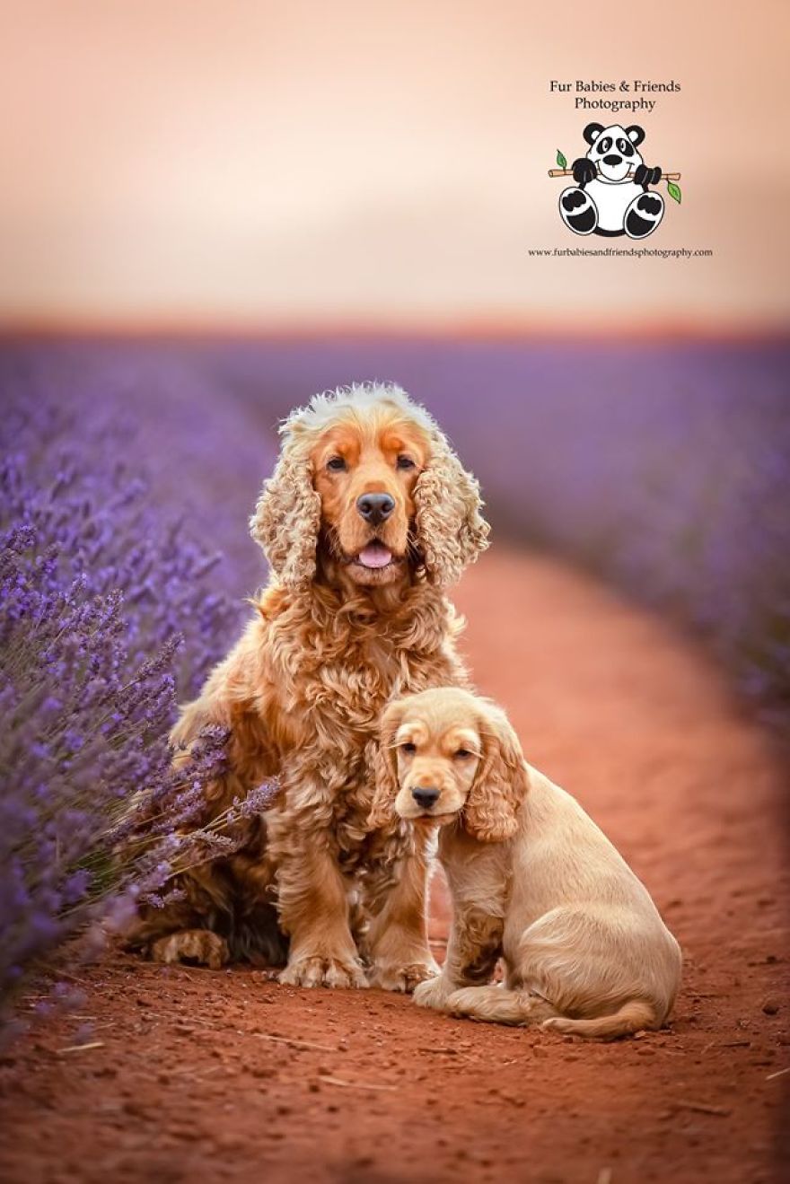 Animal-Dog-Photography-Bridestowe-Lavender-Estate-Tasmania-Deb-Sulzberger