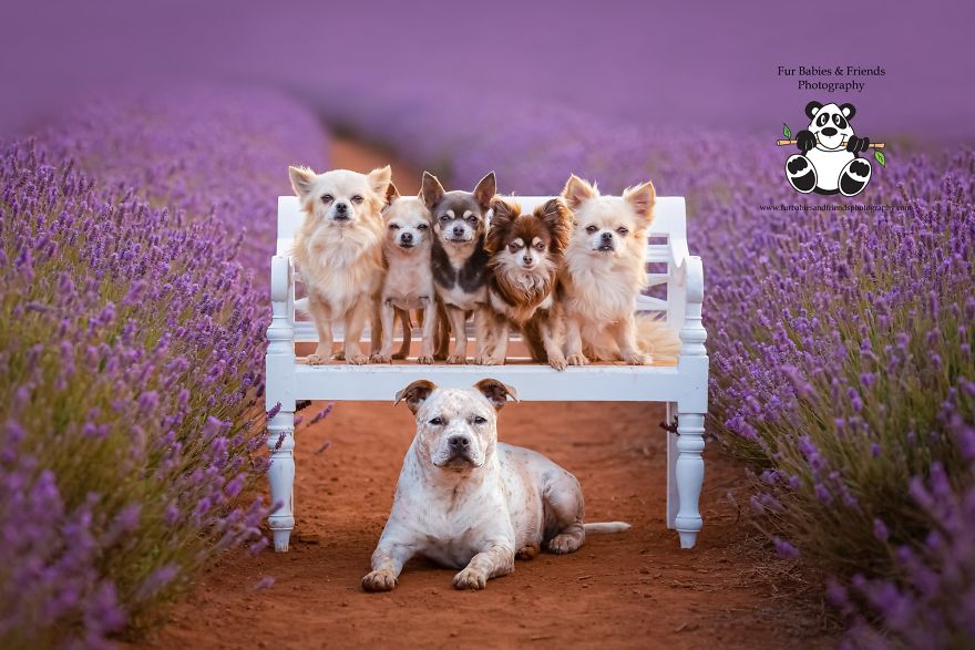 Animal-Dog-Photography-Bridestowe-Lavender-Estate-Tasmania-Deb-Sulzberger