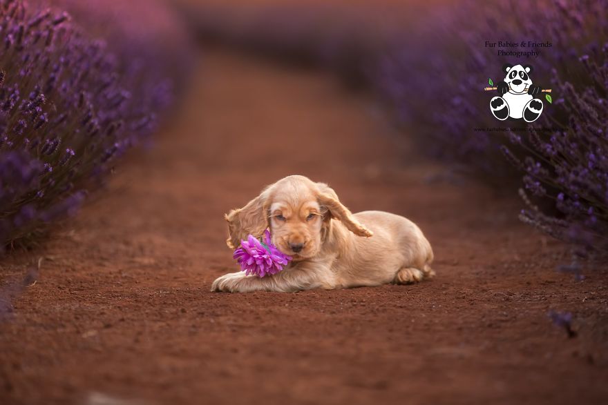 Animal-Dog-Photography-Bridestowe-Lavender-Estate-Tasmania-Deb-Sulzberger