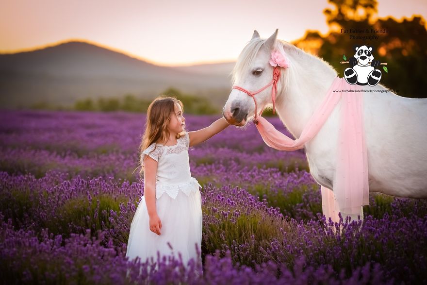 Animal-Dog-Photography-Bridestowe-Lavender-Estate-Tasmania-Deb-Sulzberger