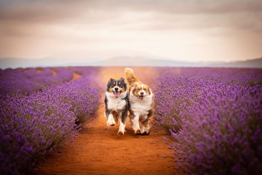 Animal-Dog-Photography-Bridestowe-Lavender-Estate-Tasmania-Deb-Sulzberger