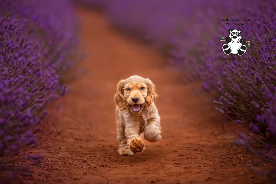 Animal-Dog-Photography-Bridestowe-Lavender-Estate-Tasmania-Deb-Sulzberger