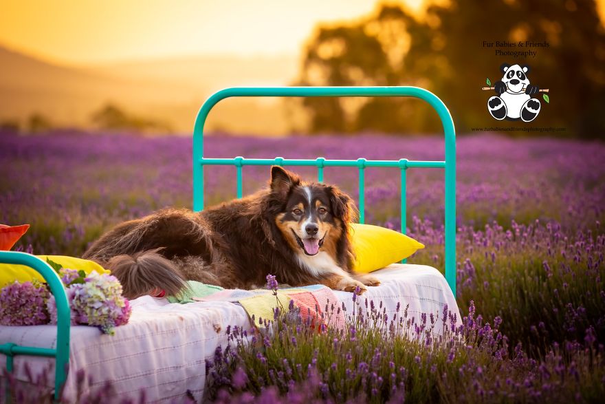 Animal-Dog-Photography-Bridestowe-Lavender-Estate-Tasmania-Deb-Sulzberger