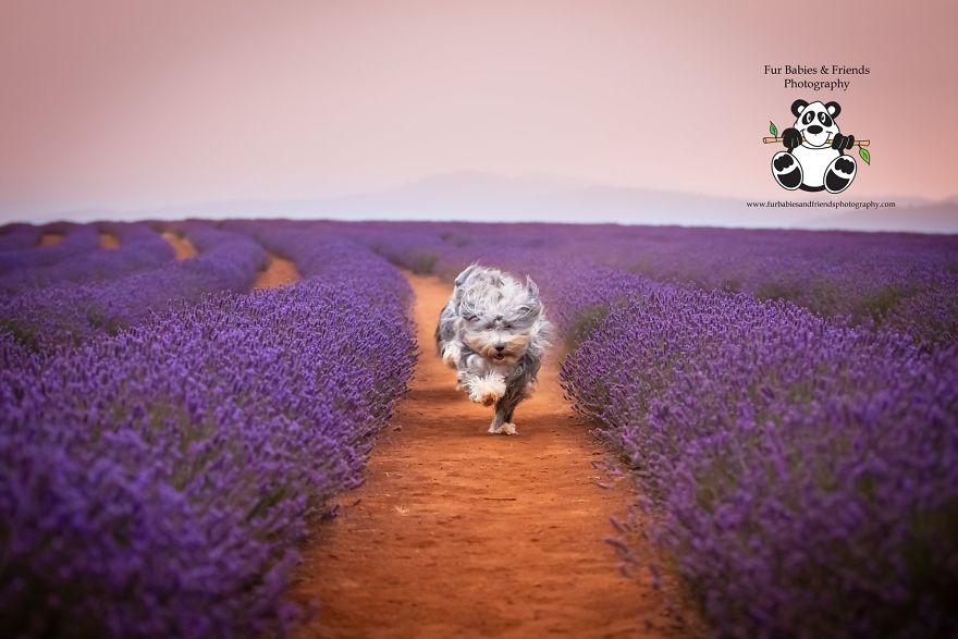 Animal-Dog-Photography-Bridestowe-Lavender-Estate-Tasmania-Deb-Sulzberger