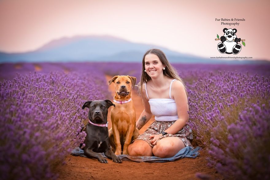 Animal-Dog-Photography-Bridestowe-Lavender-Estate-Tasmania-Deb-Sulzberger