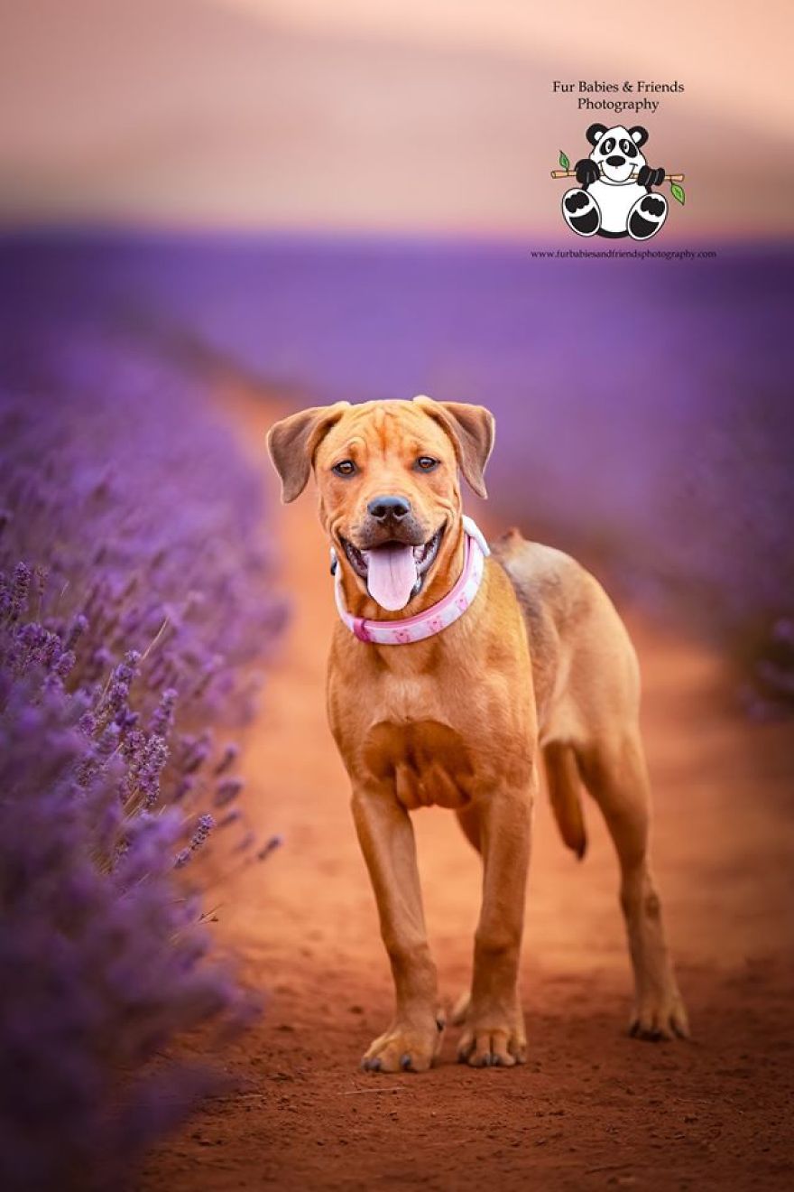 Animal-Dog-Photography-Bridestowe-Lavender-Estate-Tasmania-Deb-Sulzberger