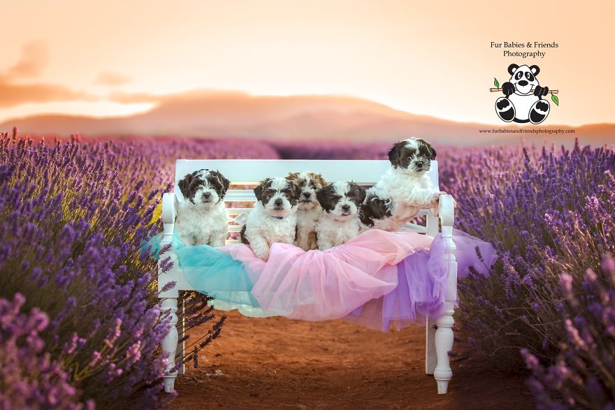 Animal-Dog-Photography-Bridestowe-Lavender-Estate-Tasmania-Deb-Sulzberger