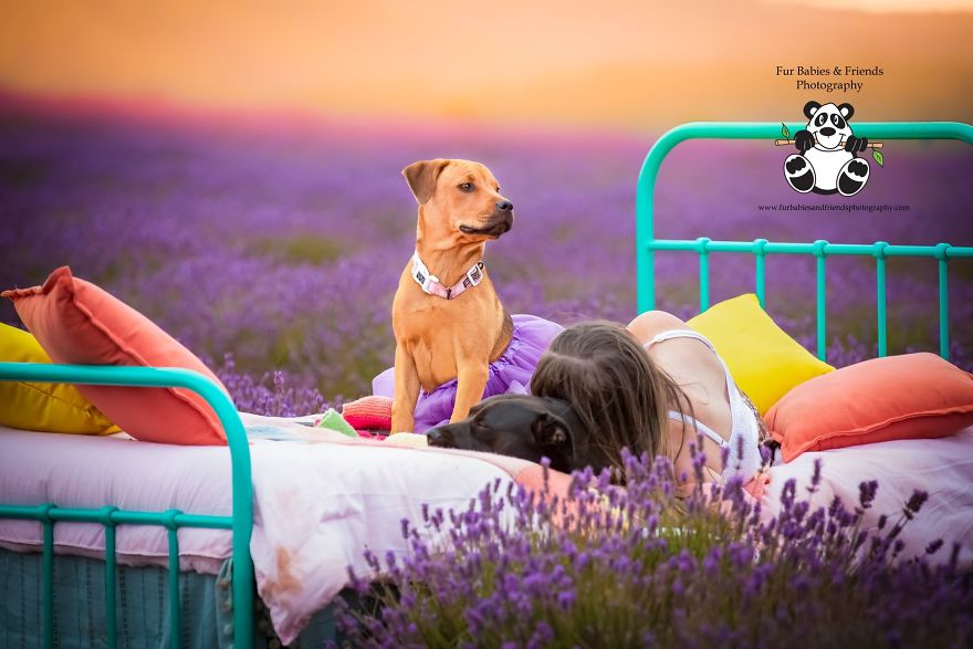 Animal-Dog-Photography-Bridestowe-Lavender-Estate-Tasmania-Deb-Sulzberger