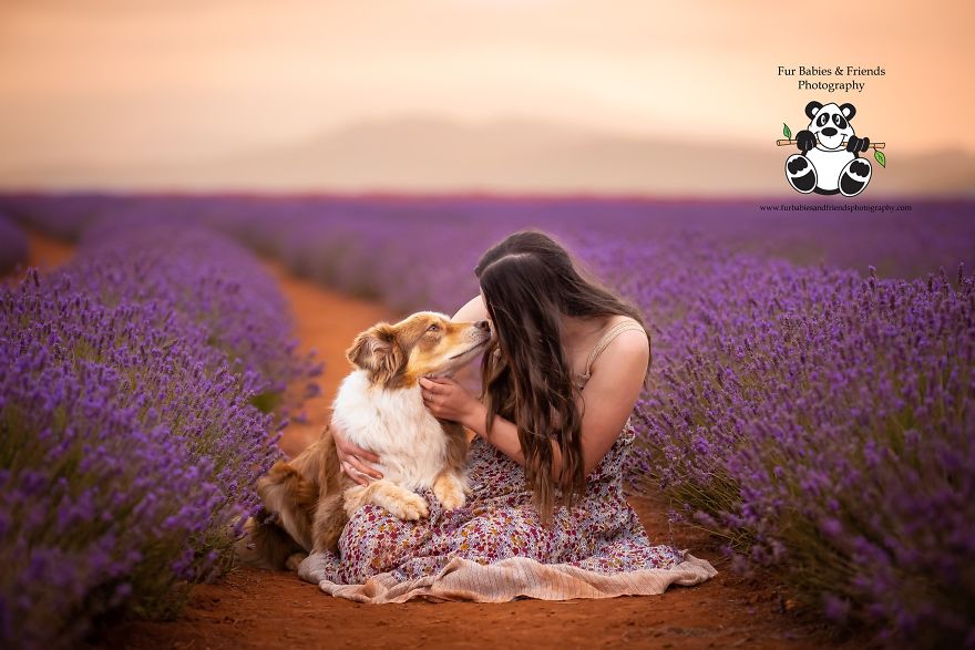 Animal-Dog-Photography-Bridestowe-Lavender-Estate-Tasmania-Deb-Sulzberger