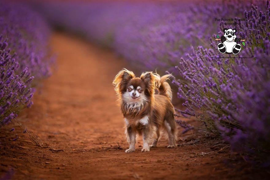 Animal-Dog-Photography-Bridestowe-Lavender-Estate-Tasmania-Deb-Sulzberger