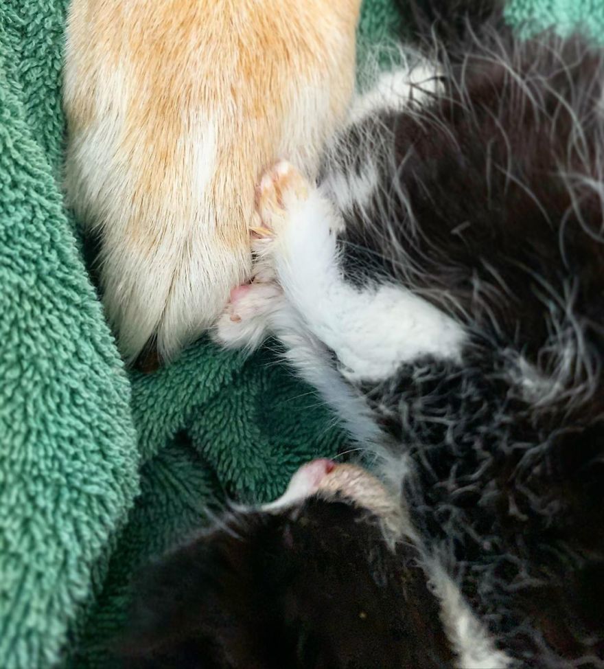 Shelter Owner For Abandoned Kittens Has A Lovely Dog As A Helper And Couldn't Have A Better One