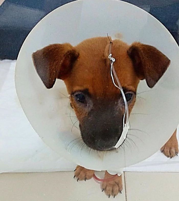 17-Year-Old Opens A Unique Animal Shelter And He Has Already Rescued 22 Dogs And 4 Cats 17-Year-Old Opens A Unique Animal Shelter And He Has Already Rescued 22 Dogs And 4 Cats