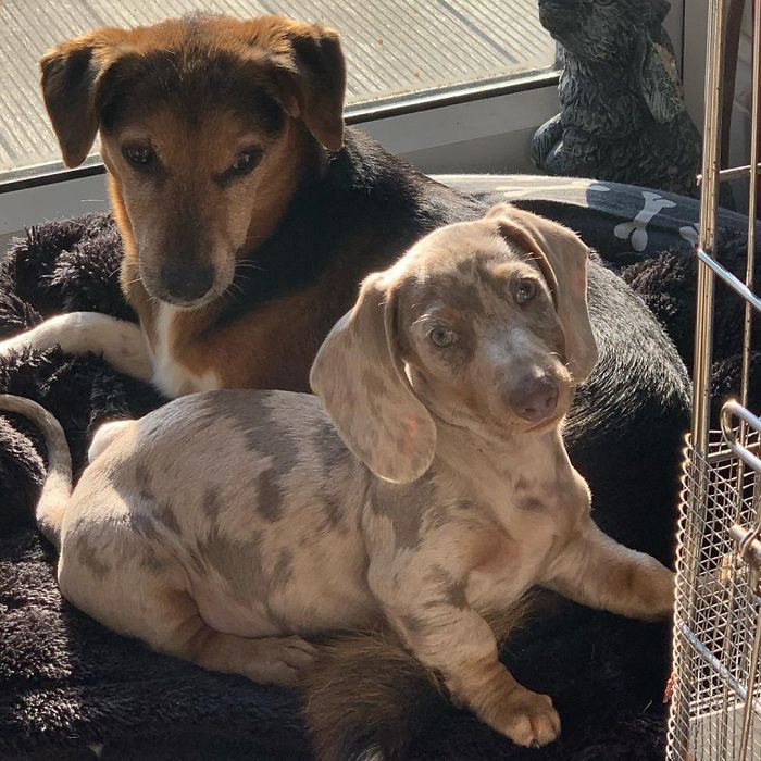 I Went To Join My Grumpy Big Bro In His Bed For A Snuggle. Don’t Think He Liked It