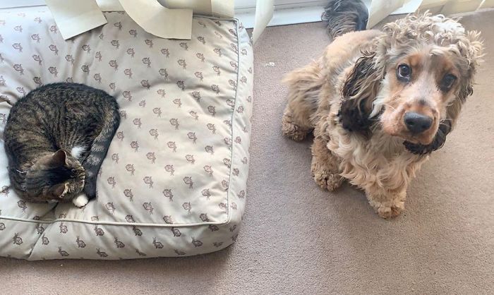 Excuse Me Human, There’s Something Wrong Here