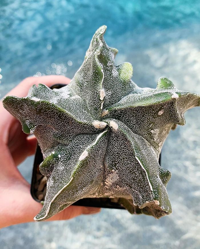 Astrophytum Myriostigma