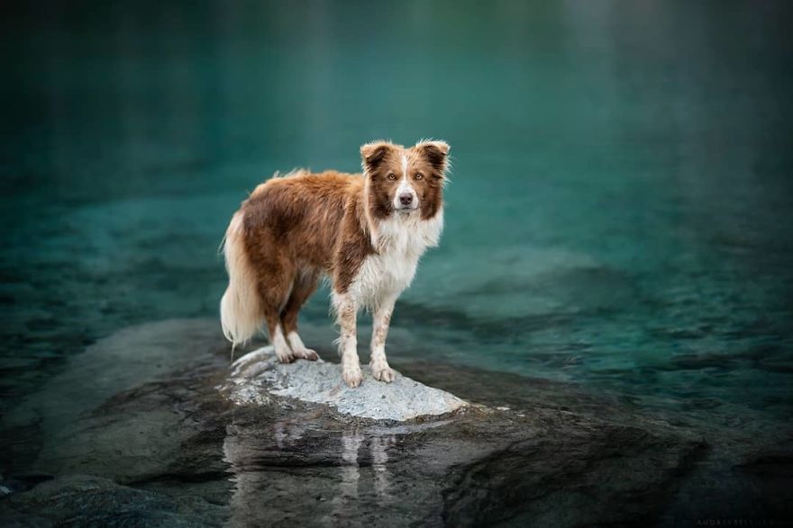 I Photograph Captivating Dog Portraits In Magical Forests And Unbelievable Places