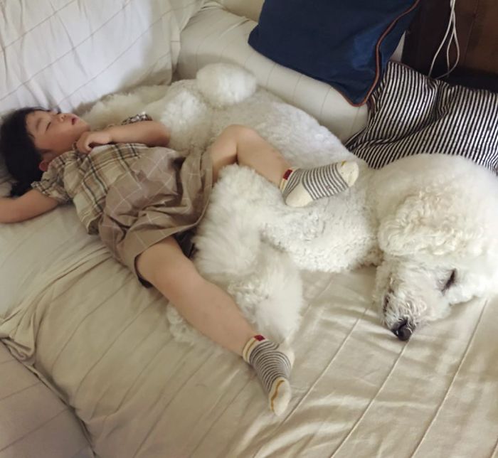 Child-Poodle-Dog-Friendship-Tamanegi-Qoo-Riku