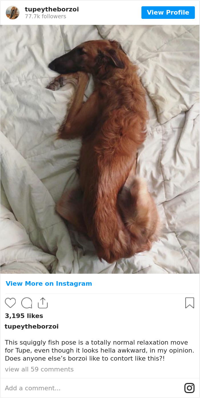 This Squiggly Fish Pose Is A Totally Normal Relaxation Move For Tupe, Even Though It Looks Hella Awkward, In My Opinion. Does Anyone Else’s Borzoi Like To Contort Like This?! 🐉🐬🦎