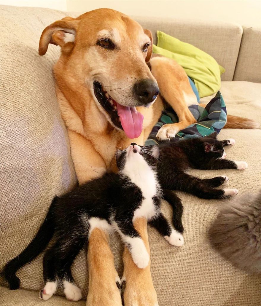 Shelter Owner For Abandoned Kittens Has A Lovely Dog As A Helper And Couldn't Have A Better One