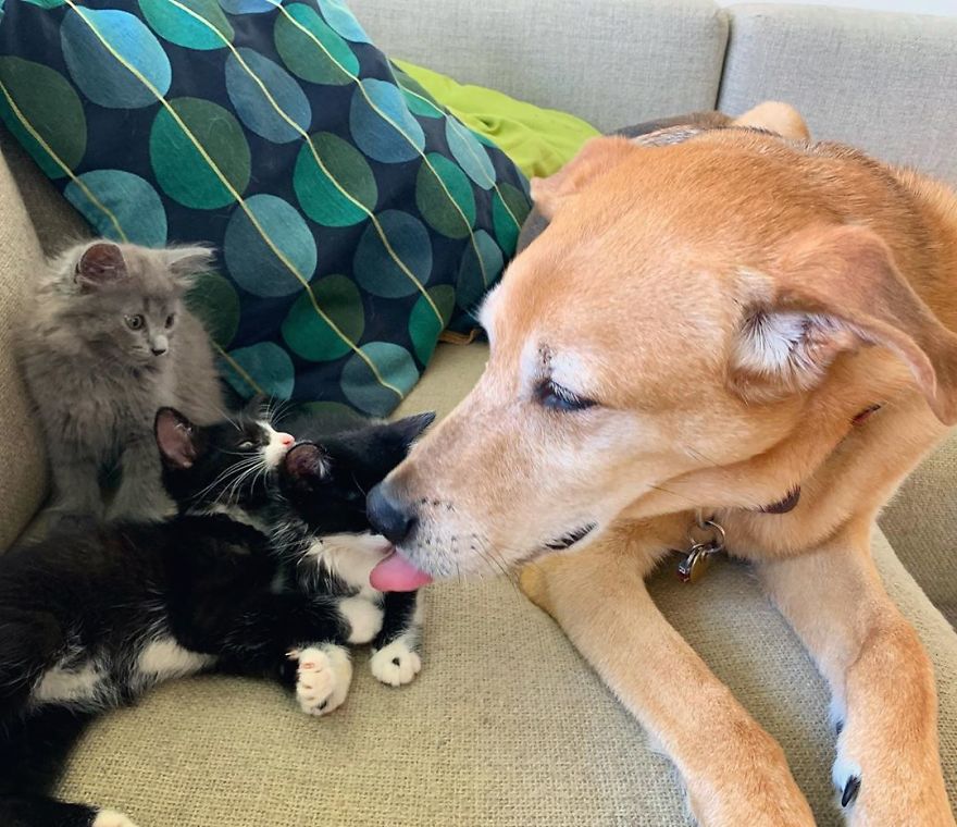 Shelter Owner For Abandoned Kittens Has A Lovely Dog As A Helper And Couldn't Have A Better One